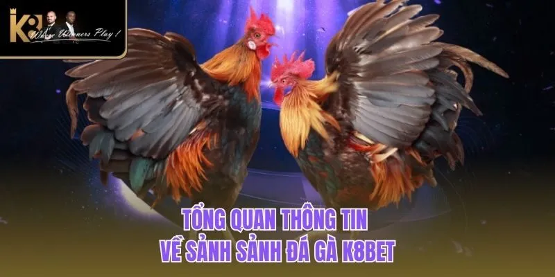 Đá Gà K8BET Tổng quan thông tin về sảnh sảnh đá gà K8BET